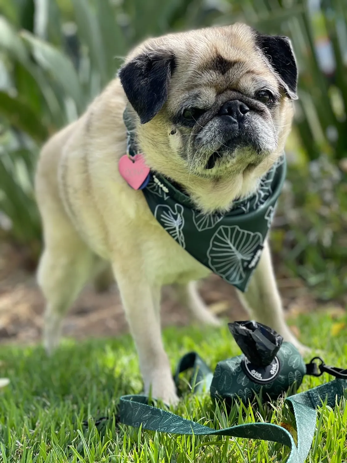 Eha Pets: Signature Kalo Bandana